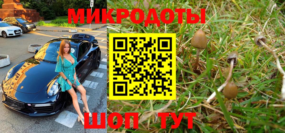 Псилоцибиновые грибы Cubensis Богданович